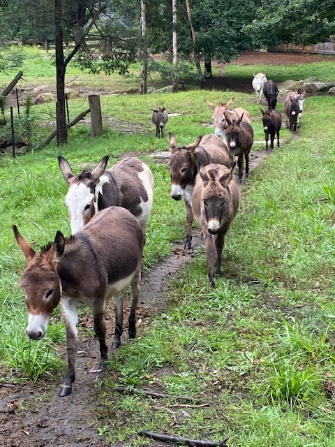 Rocking Donkey Stud & Farm Stay