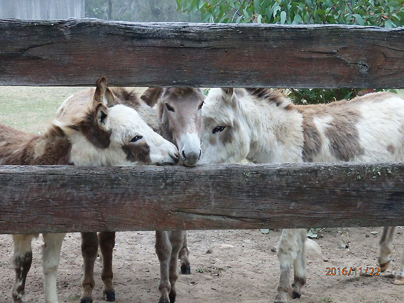 Rocking Donkey Stud & Farm Stay