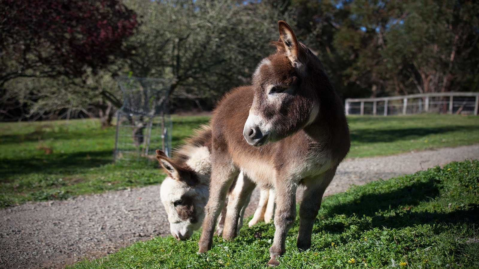 Rocking Mini Donkeys Exeter